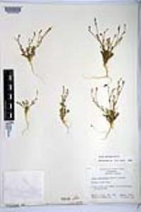 Gilia stellata image