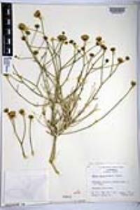 Bebbia juncea var. aspera image