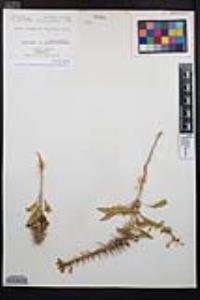 Eremothera boothii var. condensata image