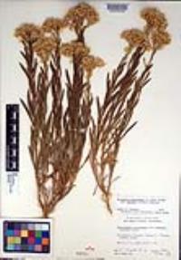 Ericameria parishii image