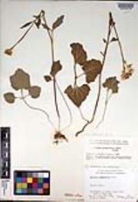 Cardamine californica image