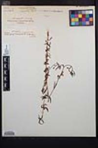 Clarkia epilobioides image