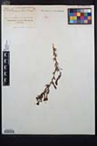 Epilobium canum subsp. canum image