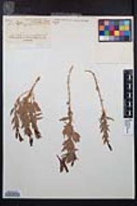 Epilobium canum subsp. latifolium image