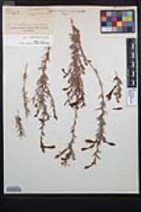 Epilobium canum subsp. canum image