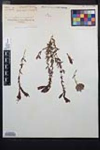 Epilobium canum subsp. canum image