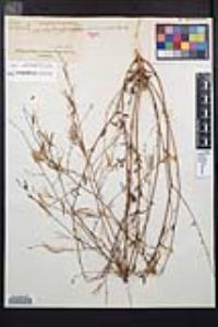 Epilobium brachycarpum image