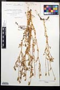 Poteridium occidentale image