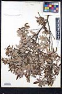 Karwinskia mollis image