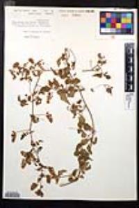 Serjania brachycarpa image