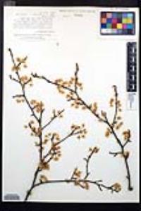 Prunus umbellata image