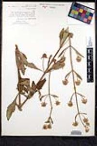 Hyptis alata image