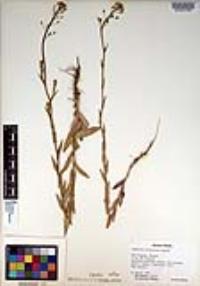 Camelina microcarpa image