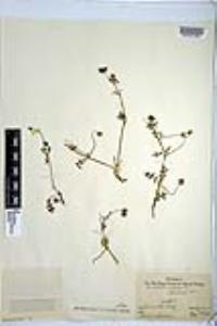 Nemophila menziesii image