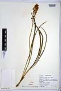 Camassia scilloides image