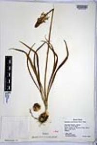 Camassia scilloides image