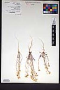 Physaria gracilis image