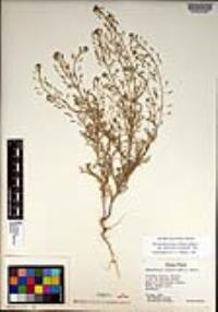 Descurainia pinnata subsp. halictorum image