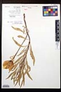 Oenothera macrocarpa image