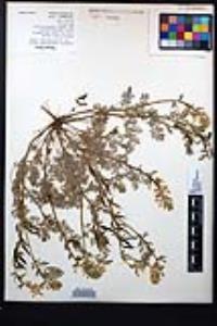 Corydalis curvisiliqua var. grandibracteata image