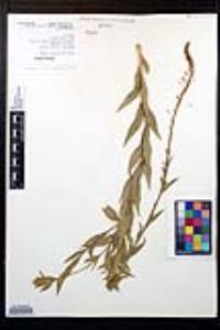 Oenothera curtiflora image