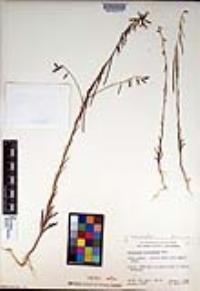 Caulanthus heterophyllus image
