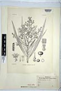 Dracaena americana image