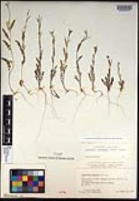 Caulanthus lasiophyllus image