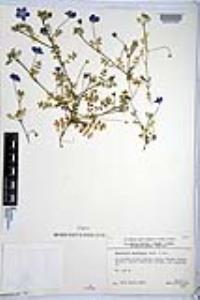 Nemophila menziesii image