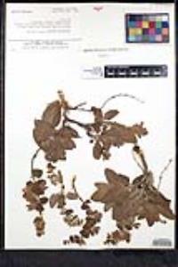 Lepechinia calycina image