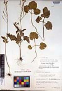 Cardamine californica image