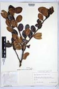 Rhus integrifolia image