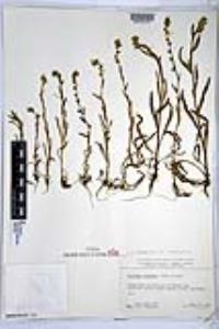Amsinckia intermedia image