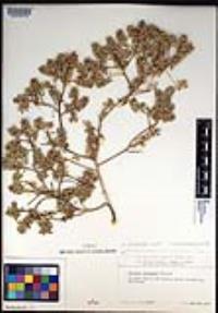 Lepidium lasiocarpum image