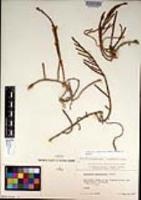 Arthroceras subterminale image