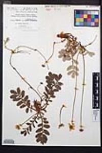 Potentilla pacifica image