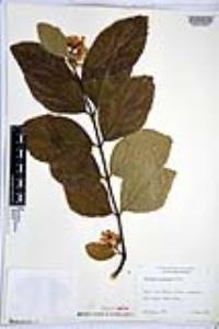 Viburnum suspensum image