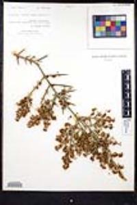 Colletia hystrix image