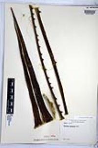 Furcraea foetida image