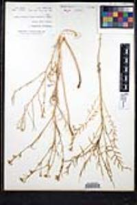 Sisymbrium altissimum image