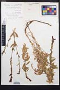 Epilobium canum subsp. latifolium image