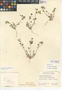 Trifolium microcephalum image