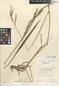 Paspalum dilatatum image