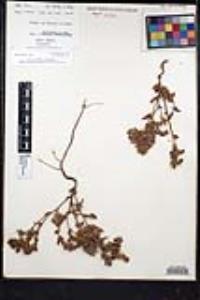 Sonnea hispida image