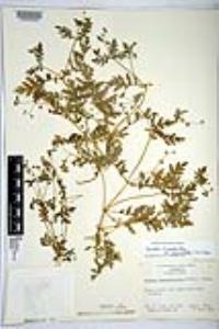 Eucrypta chrysanthemifolia var. bipinnatifida image