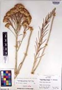 Ericameria nauseosa var. speciosa image