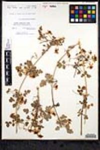 Clematis pauciflora image