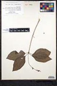 Collinsonia verticillata image