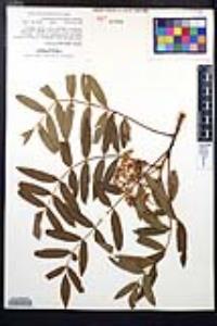 Sorbus americana image