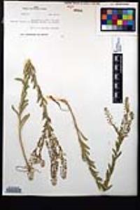 Lepidium campestre image